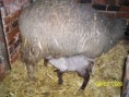 /album/beeeee/snimek-005-jpg/